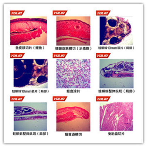 脊索動(dòng)物門魚綱類切片