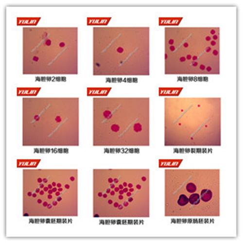 棘皮動(dòng)物門生物切片