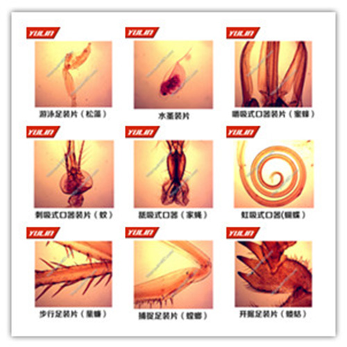 節(jié)肢動(dòng)物門生物玻片