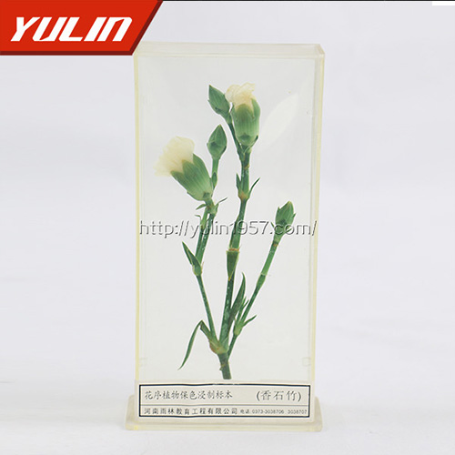 香石竹標(biāo)本