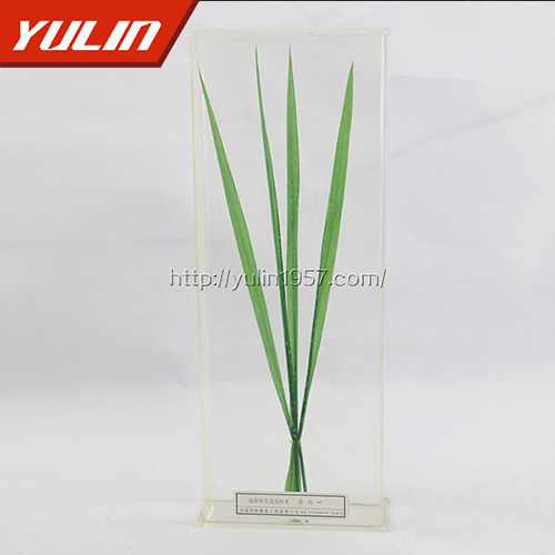 條形葉標(biāo)本