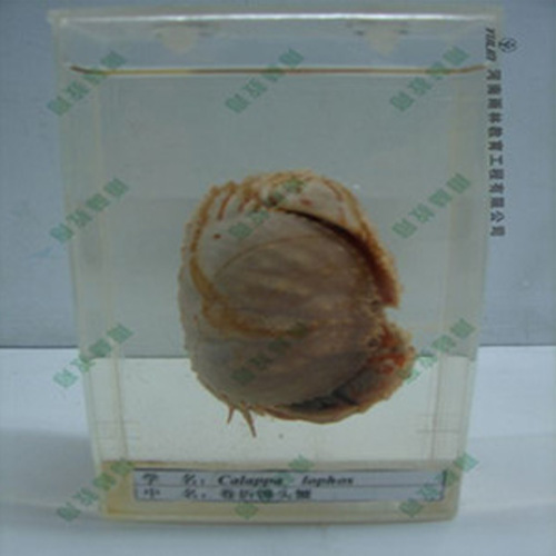 卷折饅頭蟹浸制標本