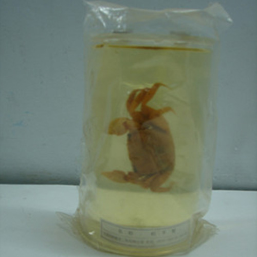 寄居蟹包埋標本