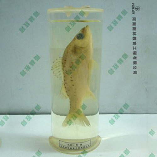 教學(xué)用魚解剖浸制標(biāo)本