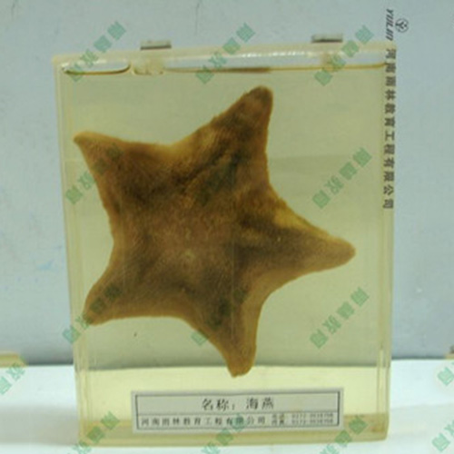 海葵包埋標(biāo)本