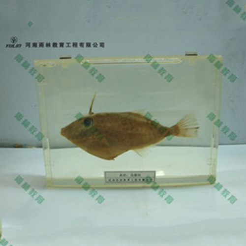 魚解剖包埋標(biāo)本