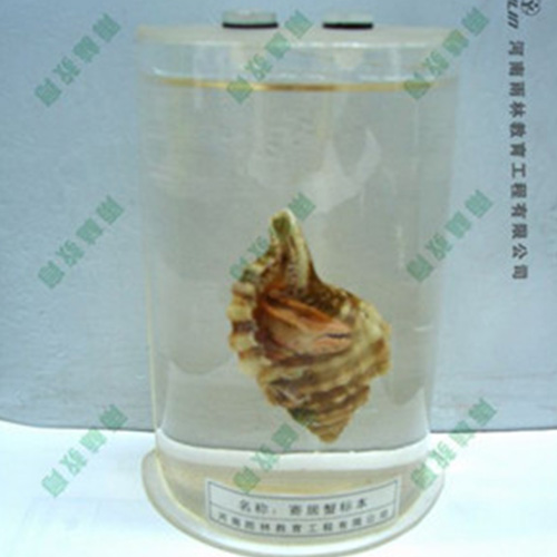 寄居蟹浸制標(biāo)本
