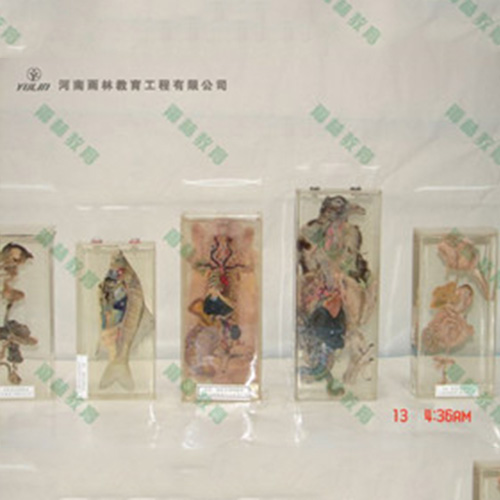 兔解剖包埋標(biāo)本