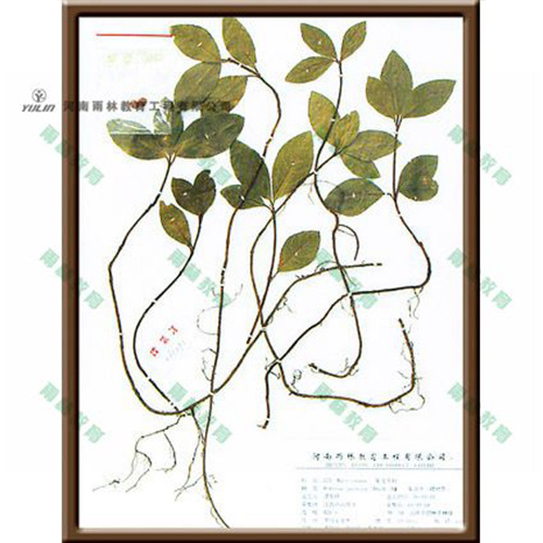 紫金葉牛標(biāo)本