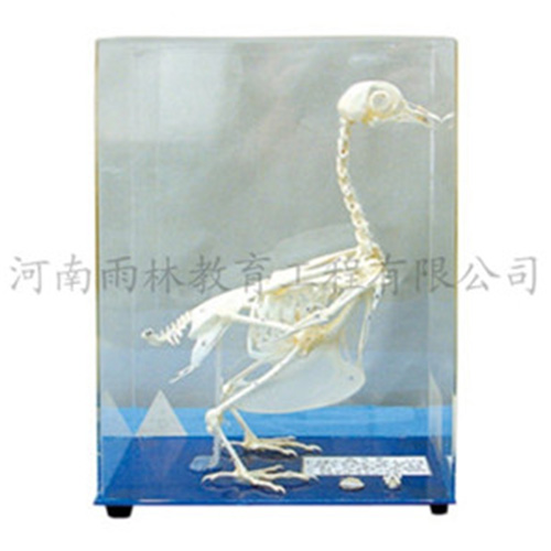 鴿骨骼標(biāo)本