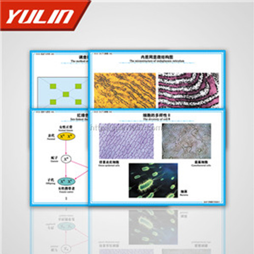 高中教學投影片