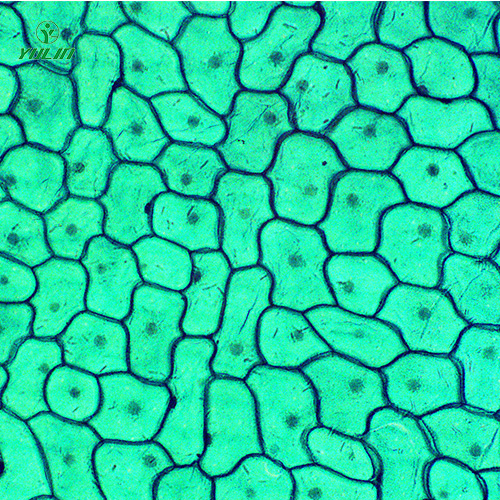 植物生物學(xué)細胞及組織生物玻片