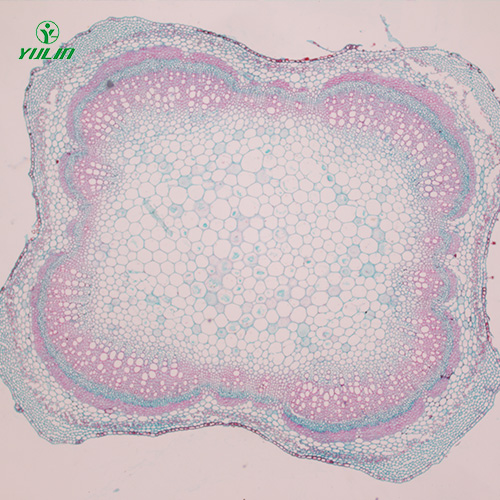 植物莖木類橫切生藥橫切
