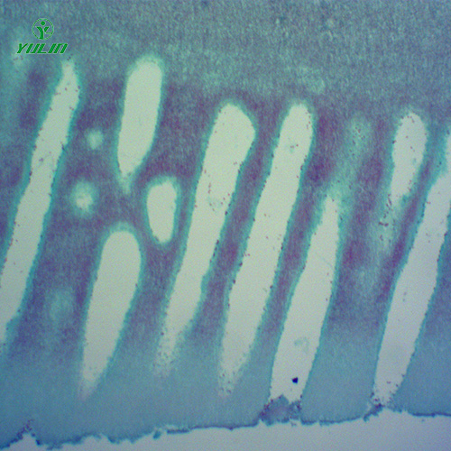 常見中藥植物菌、藻類生物玻片