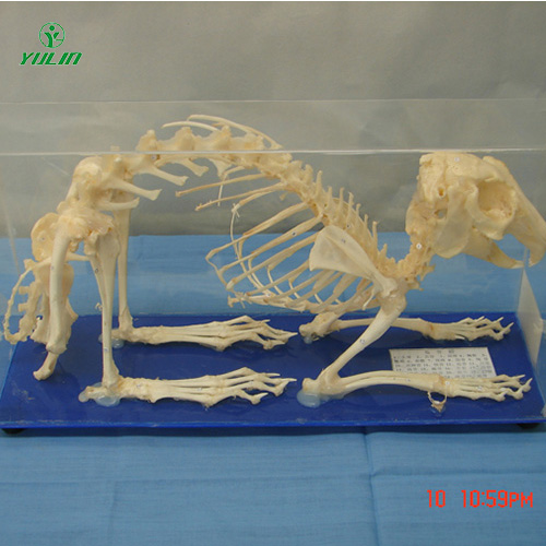 兔骨骼包埋標本