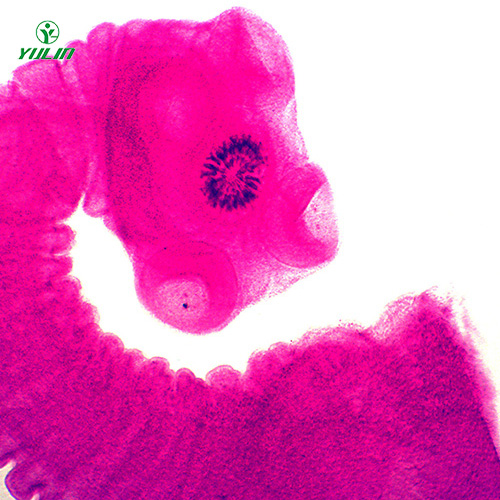 醫(yī)學(xué)蠕蟲絳蟲裝片