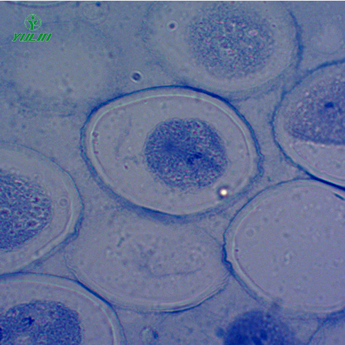 細(xì)胞及遺傳學(xué)生物實(shí)驗(yàn)玻片標(biāo)本