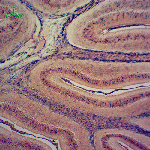 組織學(xué)神經(jīng)系統(tǒng)顯微玻片