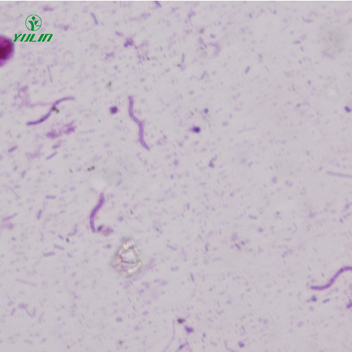 螺旋菌生物顯微實驗標(biāo)本片