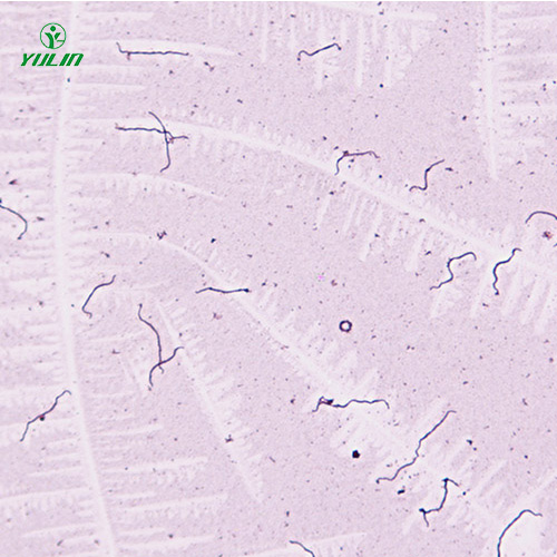 細(xì)菌、真菌類生物標(biāo)本片