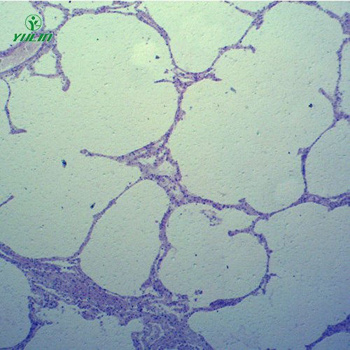 動(dòng)物病理學(xué)心血管及呼吸系統(tǒng)疾病切片
