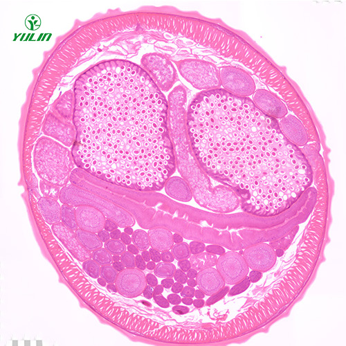 線蟲動(dòng)物生物學(xué)實(shí)驗(yàn)切片