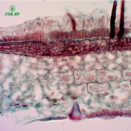 果樹(shù)病害標(biāo)本片