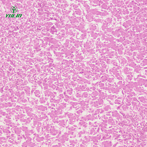 動(dòng)物細(xì)胞、組織損傷及修復(fù)病理玻片