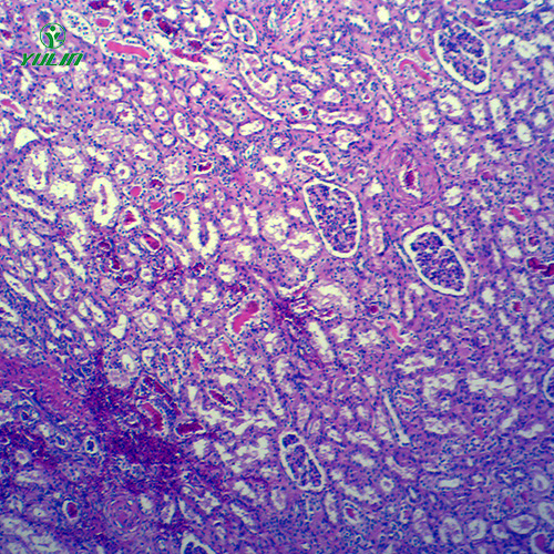 動(dòng)物病理學(xué)局部血液循環(huán)切片