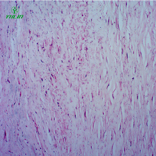 人體心血管及呼吸系統(tǒng)疾病玻璃玻片