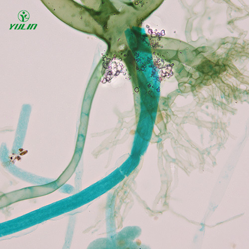 真菌、接合菌植物病理玻片