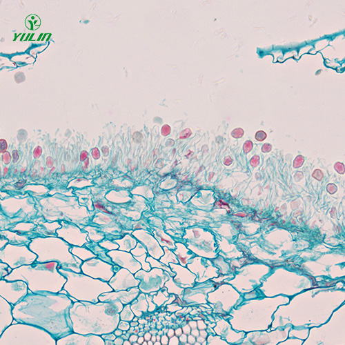 擔(dān)子菌、半知菌植物病理玻片