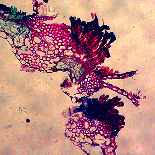 水稻、麥類(lèi)植物病害玻片