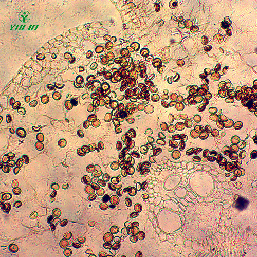 雜糧薯類(lèi)植物病害生物玻片